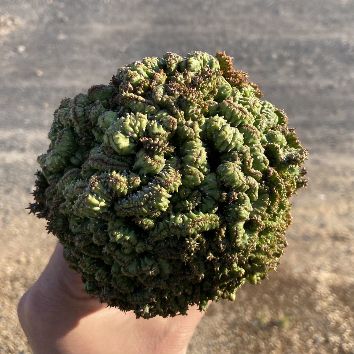 S ユーフォルビア ポリゴナ綴化 3号 Euphorbia Polygona Crist 多肉植物 サボテン サボテン 売買されたオークション情報 Yahooの商品情報をアーカイブ公開 オークファン Aucfan Com