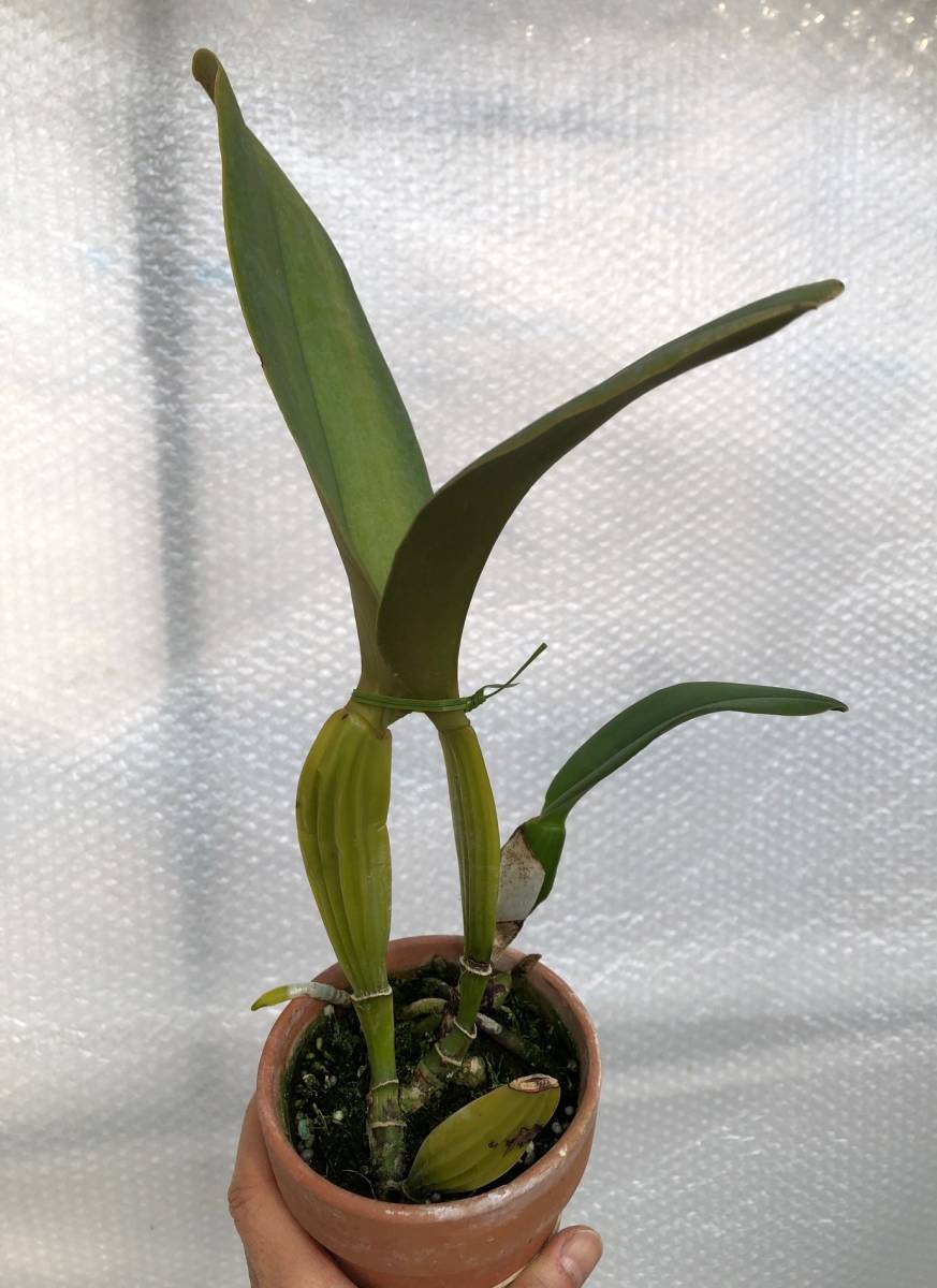 洋蘭原種 カトレア C.warneri f.coerulea 'Ohharano' (OG) カトレア