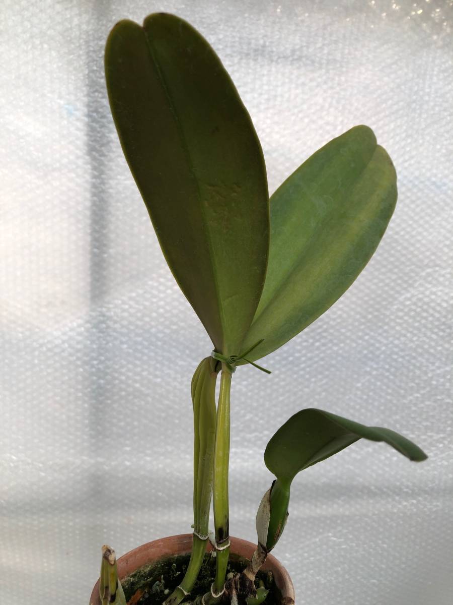 洋蘭原種 カトレア C.warneri f.coerulea 'Ohharano' (OG) カトレア