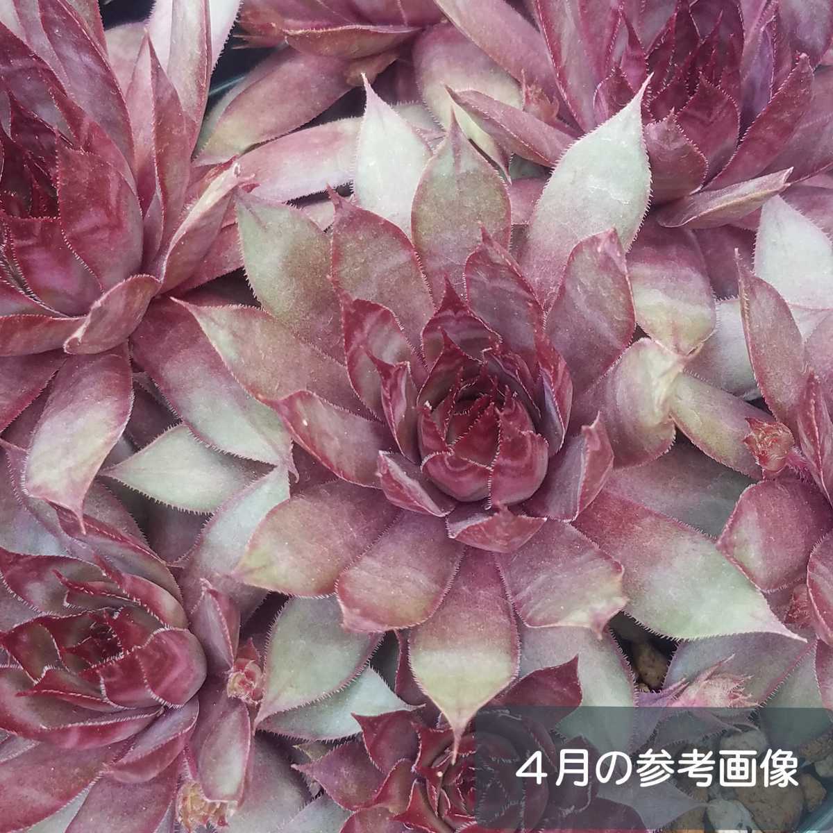 ☆レッドビューティー*センペルビウム*多肉植物☆カット苗(サボテン 