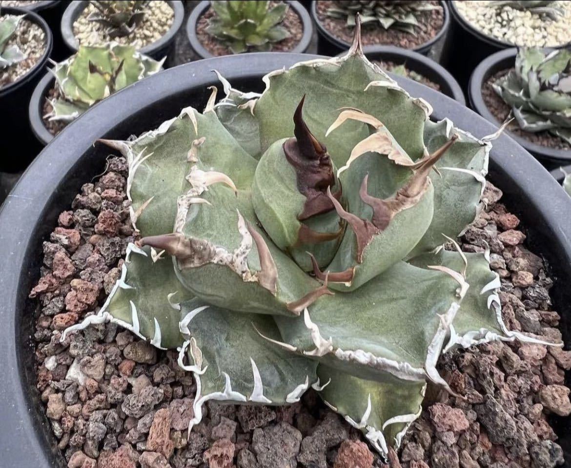 アガベ チタノタ 魔丸陽炎 子株（Agave titanota 