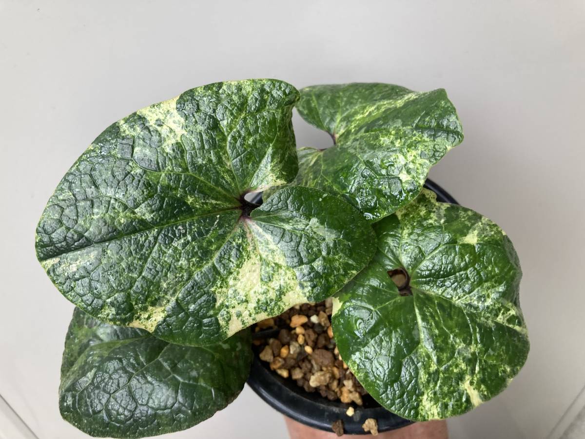 タマノ寒葵 銘品【小町錦】☆寒葵☆カンアオイ☆春蘭☆寒蘭☆山野草