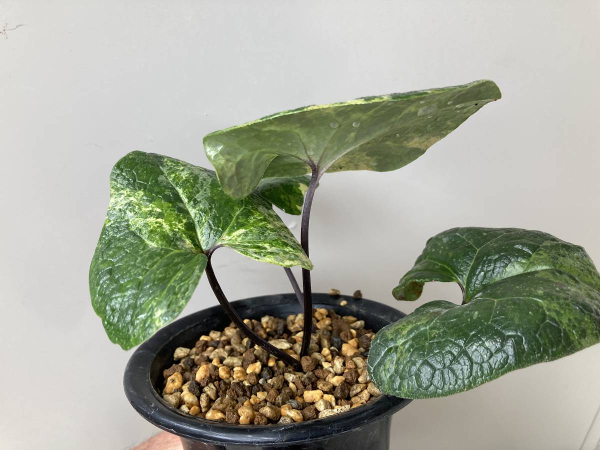 タマノ寒葵 銘品【小町錦】☆寒葵☆カンアオイ☆春蘭☆寒蘭☆山野草