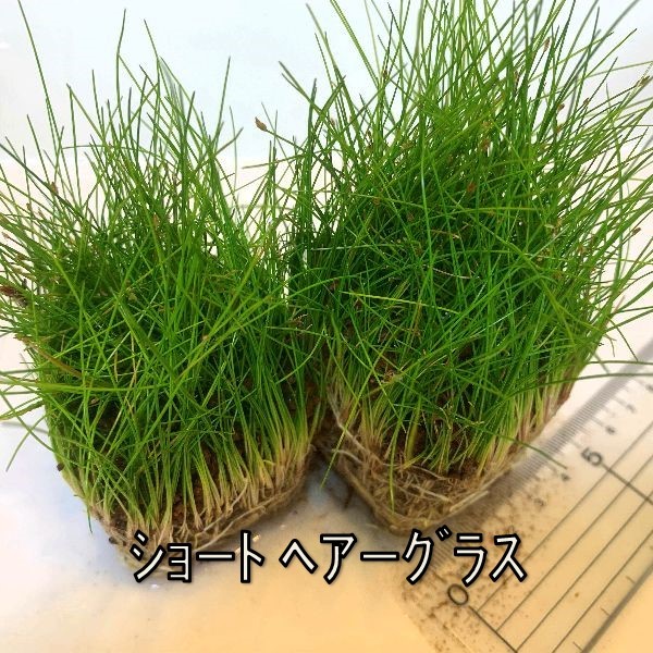水草４種 早い者勝ち グリーンロタラ ミクロソリウム プテロプス ショートヘアーグラス ロタラ Sp Hra 定番入門種 セット 売買されたオークション情報 Yahooの商品情報をアーカイブ公開 オークファン Aucfan Com