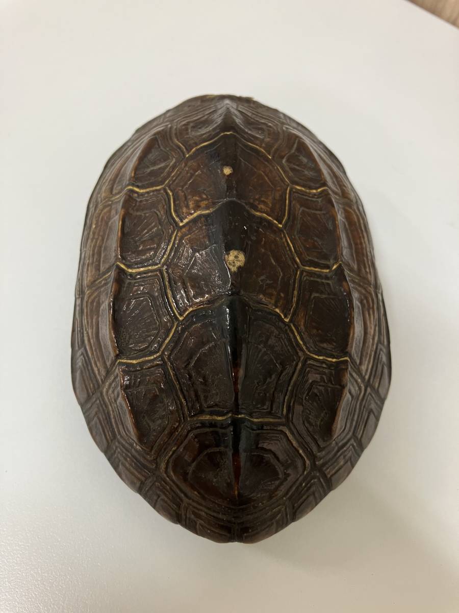 99 1 亀の甲羅 時代物 煙草入 剥製風 レア 現状品 亀甲 羅材 雑貨 売買されたオークション情報 Yahooの商品情報をアーカイブ公開 オークファン Aucfan Com