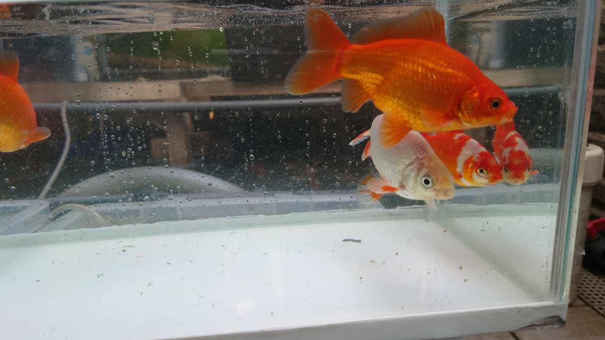 和金 Mix 100 150 いろいろ5匹 3歳 屋外飼育 和金 売買されたオークション情報 Yahooの商品情報をアーカイブ公開 オークファン Aucfan Com