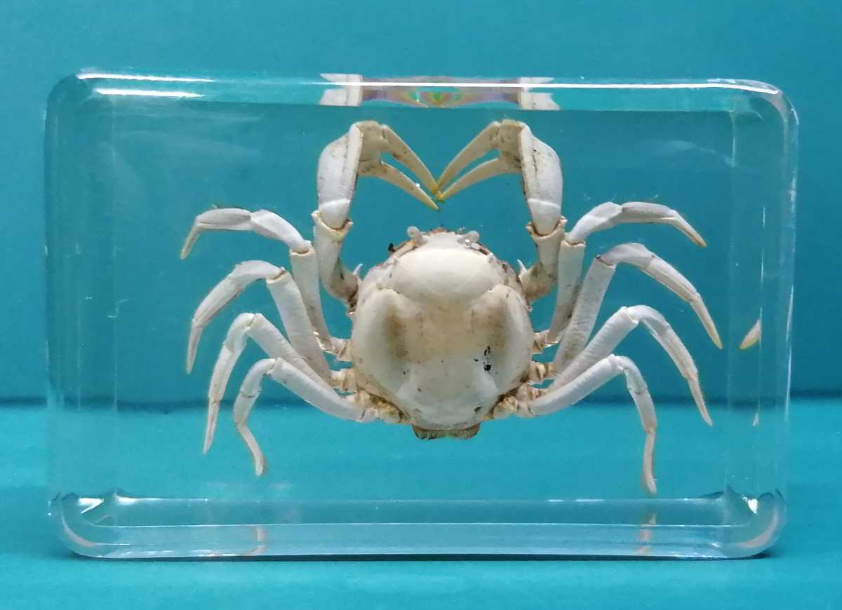 樹脂封入 標本 かに カニ 蟹 甲殻類 その他 売買されたオークション情報 Yahooの商品情報をアーカイブ公開 オークファン Aucfan Com 樹脂封入 標本 かに カニ 蟹 甲殻類 その他 売買されたオークション情報 Yahooの商品情報をアーカイブ公開 オークファン Aucfan Com