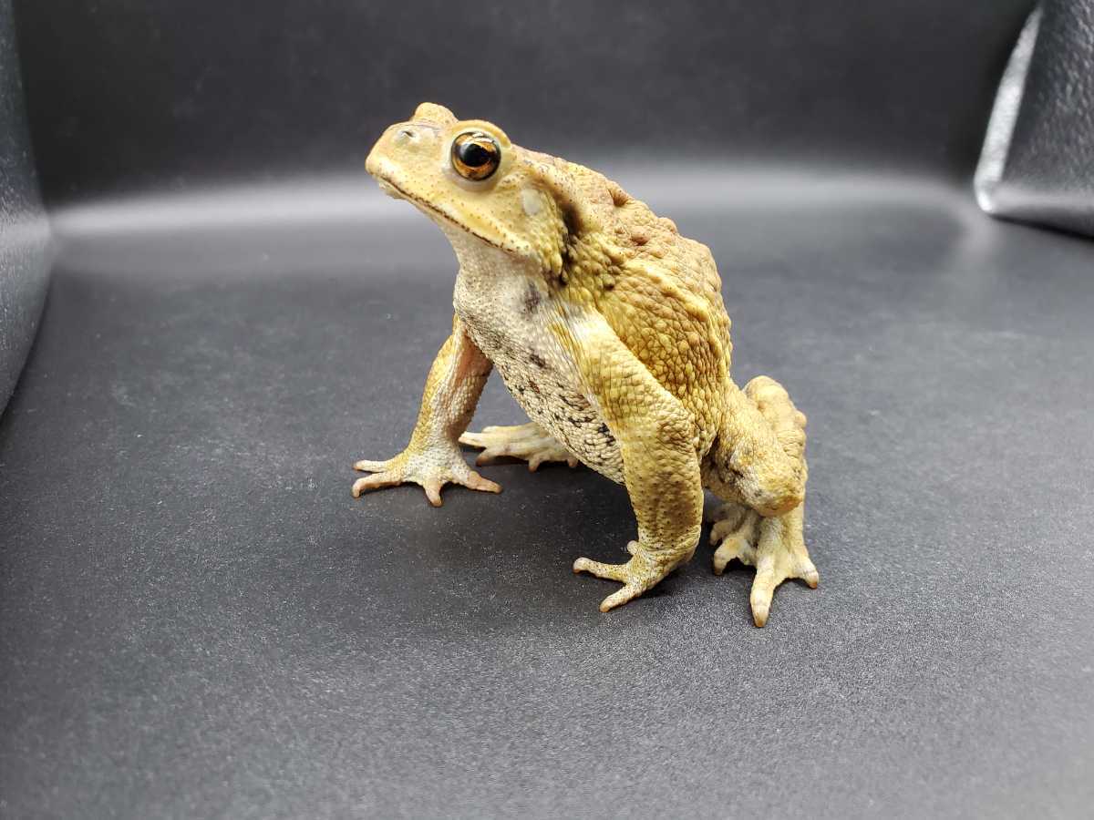 5 ミヤコヒキガエル 7 5cm なかなか正面をみてくれないシャイなオスの子 大東島産 カエル 売買されたオークション情報 Yahooの商品情報をアーカイブ公開 オークファン Aucfan Com