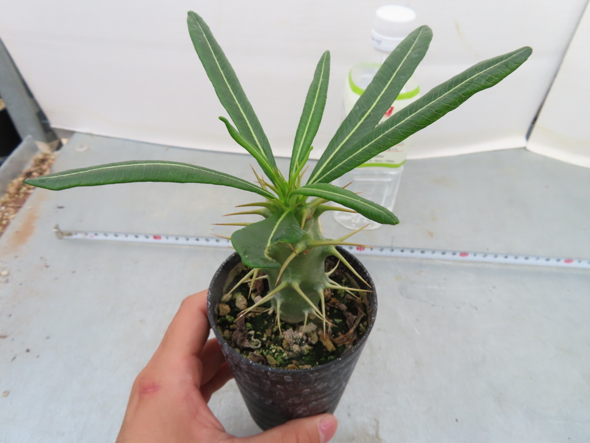 ム452「実生」パキポディウム　アンボンゲンセ【塊根植物・有望株・種から発芽・発根・Pachypodium】