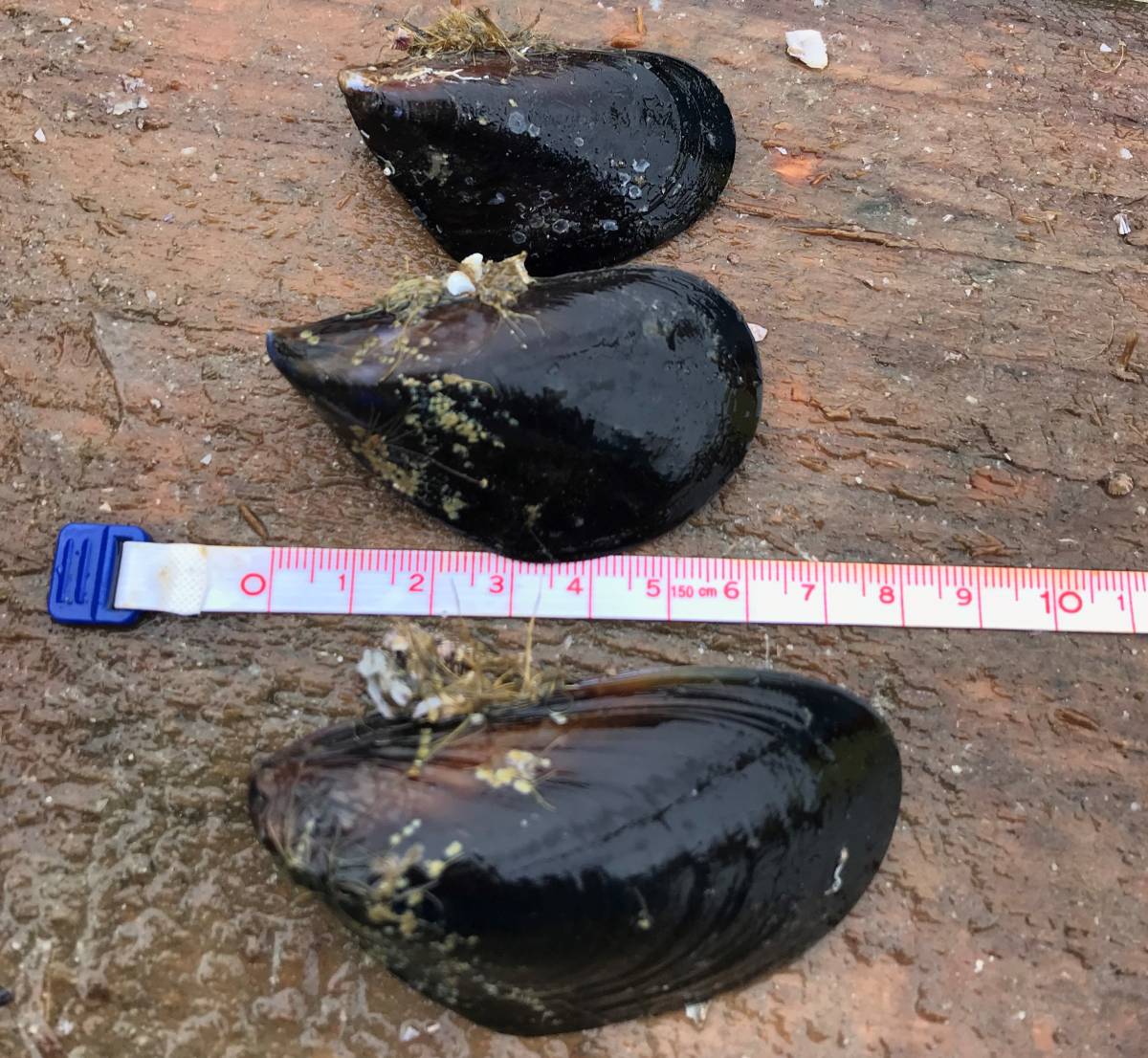 釣り餌 13kg ムール貝 カラス貝 シウリ貝 ムラサキイガイ 青森県産 真鯛 石鯛 黒鯛 コブダイ アイナメ カワハギなど釣りエサ エサ 売買されたオークション情報 Yahooの商品情報をアーカイブ公開 オークファン Aucfan Com