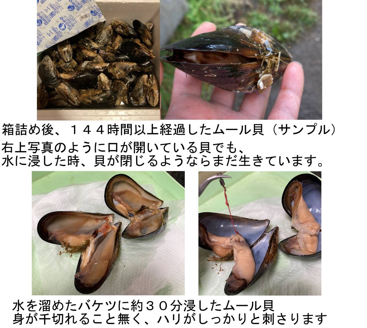 釣り餌 13kg ムール貝 カラス貝 シウリ貝 ムラサキイガイ 青森県産 真鯛 石鯛 黒鯛 コブダイ アイナメ カワハギなど釣りエサ エサ 売買されたオークション情報 Yahooの商品情報をアーカイブ公開 オークファン Aucfan Com