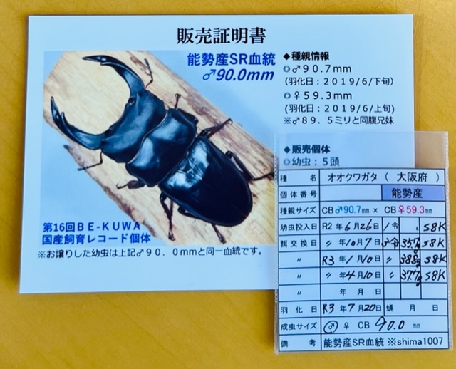 能勢SR血統】♂88.2ミリ（shima氏90.7ミリ同腹）×♀55