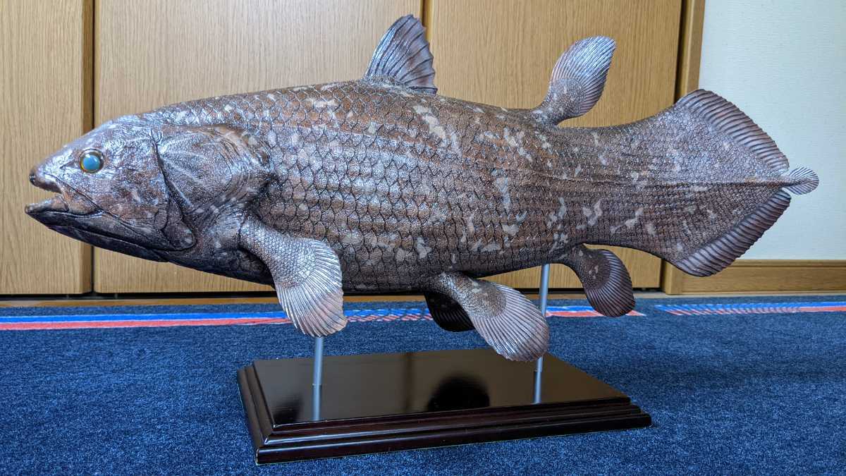 Fish Craft ｒｅａｌ 製作 ６１cmシーラカンス シーラカンス 複製 剥製 標本 アンティーク コレクション 格安スタート 化石 売買されたオークション情報 Yahooの商品情報をアーカイブ公開 オークファン Aucfan Com