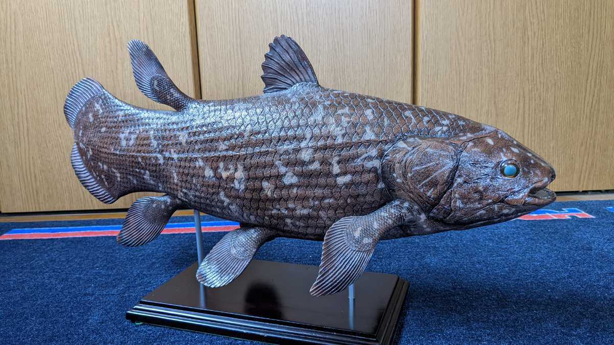 Fish Craft ｒｅａｌ 製作 ６１cmシーラカンス シーラカンス 複製 剥製 標本 アンティーク コレクション 格安スタート 化石 売買されたオークション情報 Yahooの商品情報をアーカイブ公開 オークファン Aucfan Com