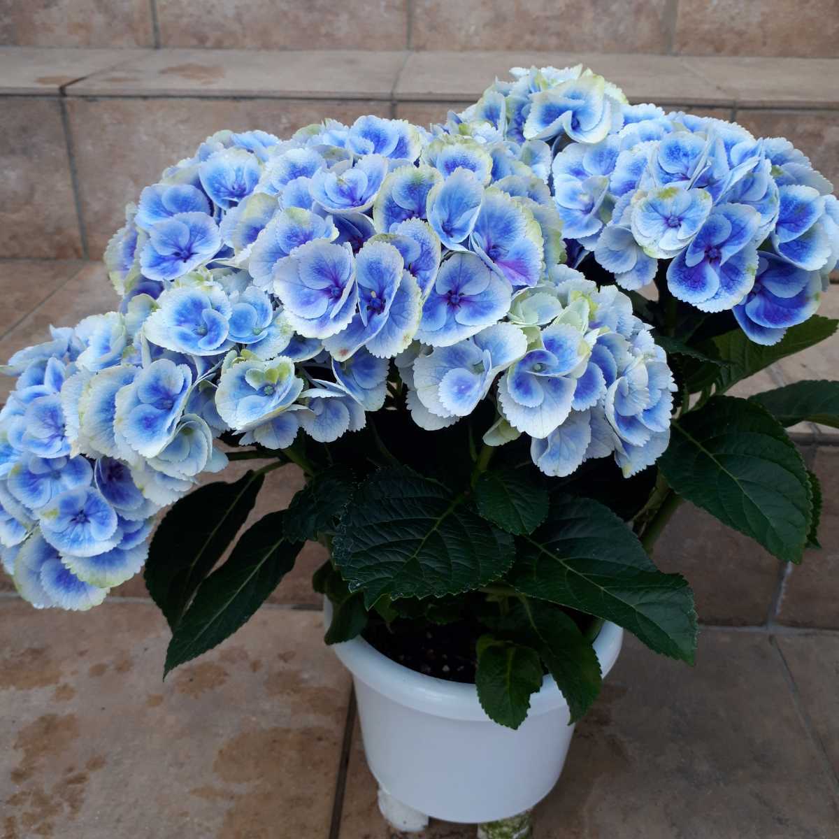 くるくる紫陽花 ブルー 開花株 ５号鉢 秋色も美しい 病害虫に強い たくましい品種 アジサイ ガーデニング 鉢植え 地植え アジサイ 売買されたオークション情報 Yahooの商品情報をアーカイブ公開 オークファン Aucfan Com