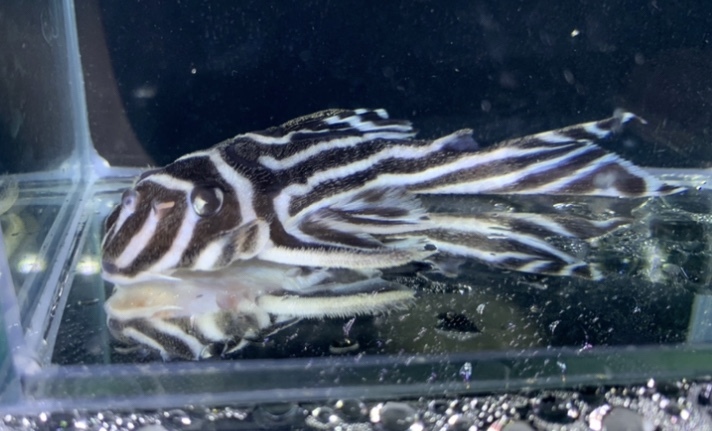 Wild インペリアルゼブラプレコ ♂1♀2 トリオ 一点物 №.01 雄2雌