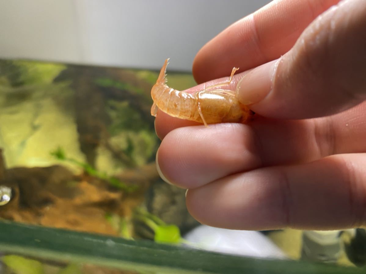 バレンタイン ブルー オス 足が横から生えてる 脱皮不全 バレンタイン ゴースト5匹 ザリガニ 甲殻類 売買されたオークション情報 Yahooの商品情報をアーカイブ公開 オークファン Aucfan Com バレンタイン ブルー オス 足が横から生えてる 脱皮不全 バレンタイン ゴースト5匹 ザリガニ 甲殻類 売買されたオークション情報 Yahooの商品情報をアーカイブ公開 オークファン Aucfan Com