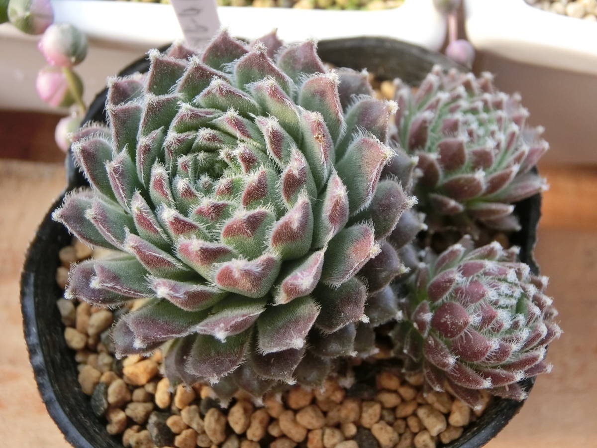 ☆センペル モア・カークスメリット Sempervivum Moerkerk