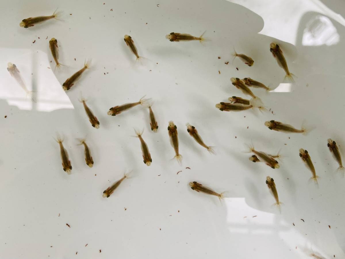 桜錦稚魚 普通鱗 50匹 C 16日発送限定 金魚 売買されたオークション情報 Yahooの商品情報をアーカイブ公開 オークファン Aucfan Com
