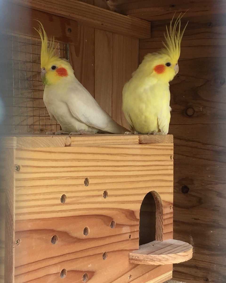 オカメインコ 種卵 2個 A Www Galerieamlindenhof Ch