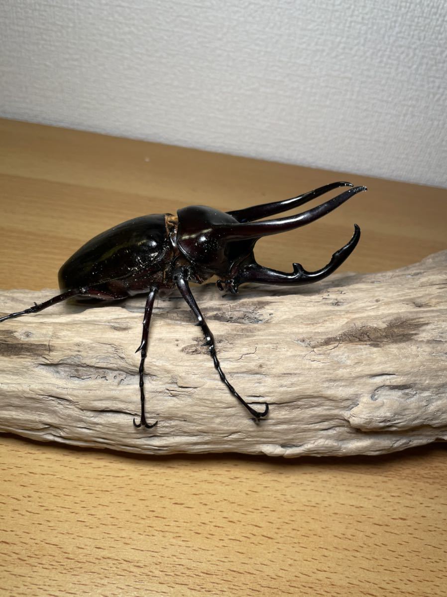 コーカサスオオカブト 110mmWILDオス単品(外国産)｜売買された | くわ