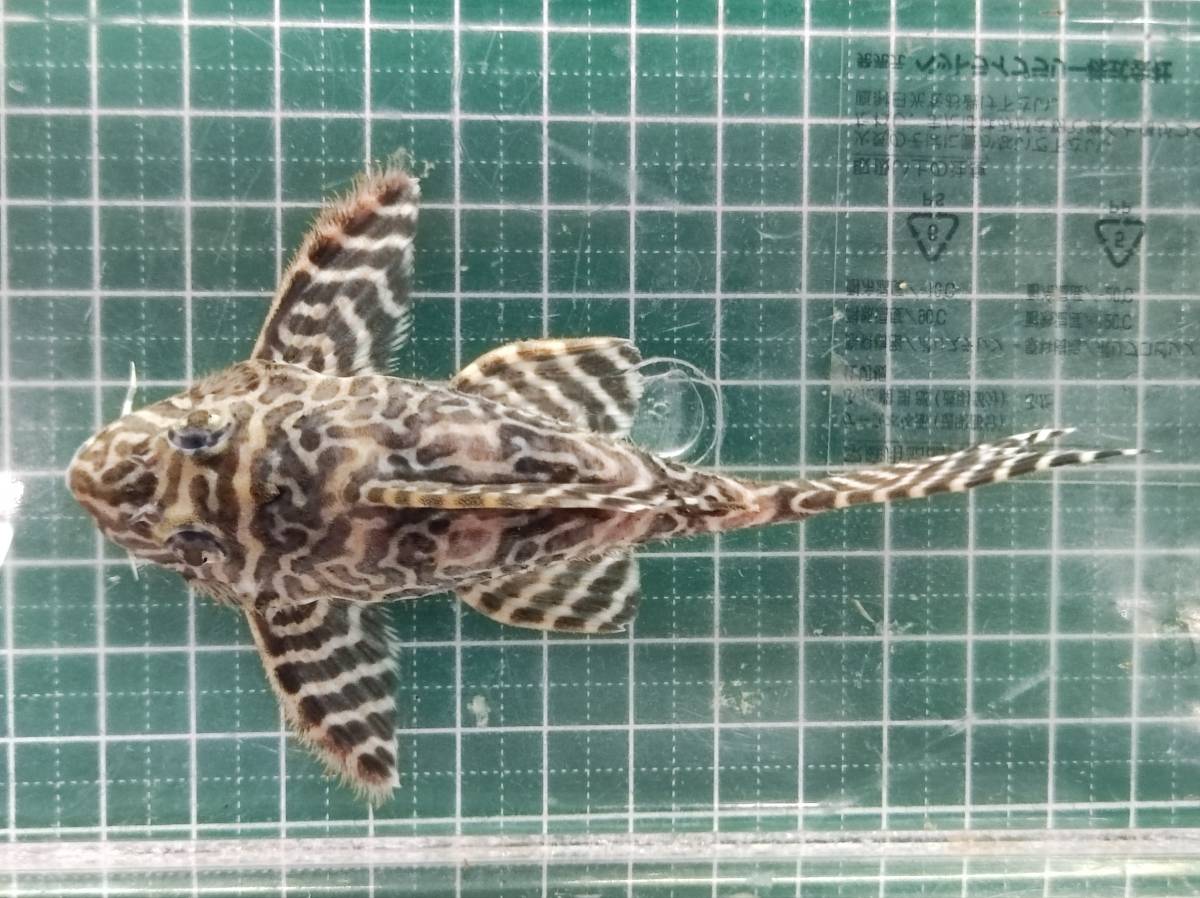 d★送料込み★Breed★L-333×L-066 WF1 キンペコ Hypancistrus sp. 110mm±