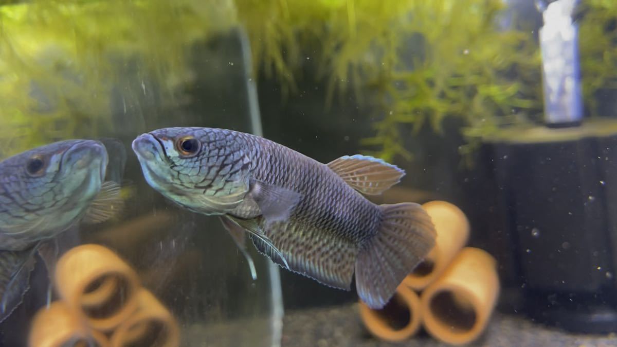 ワイルドベタ アントゥタType SB 極上個体の稚魚4匹セット アントゥタ 