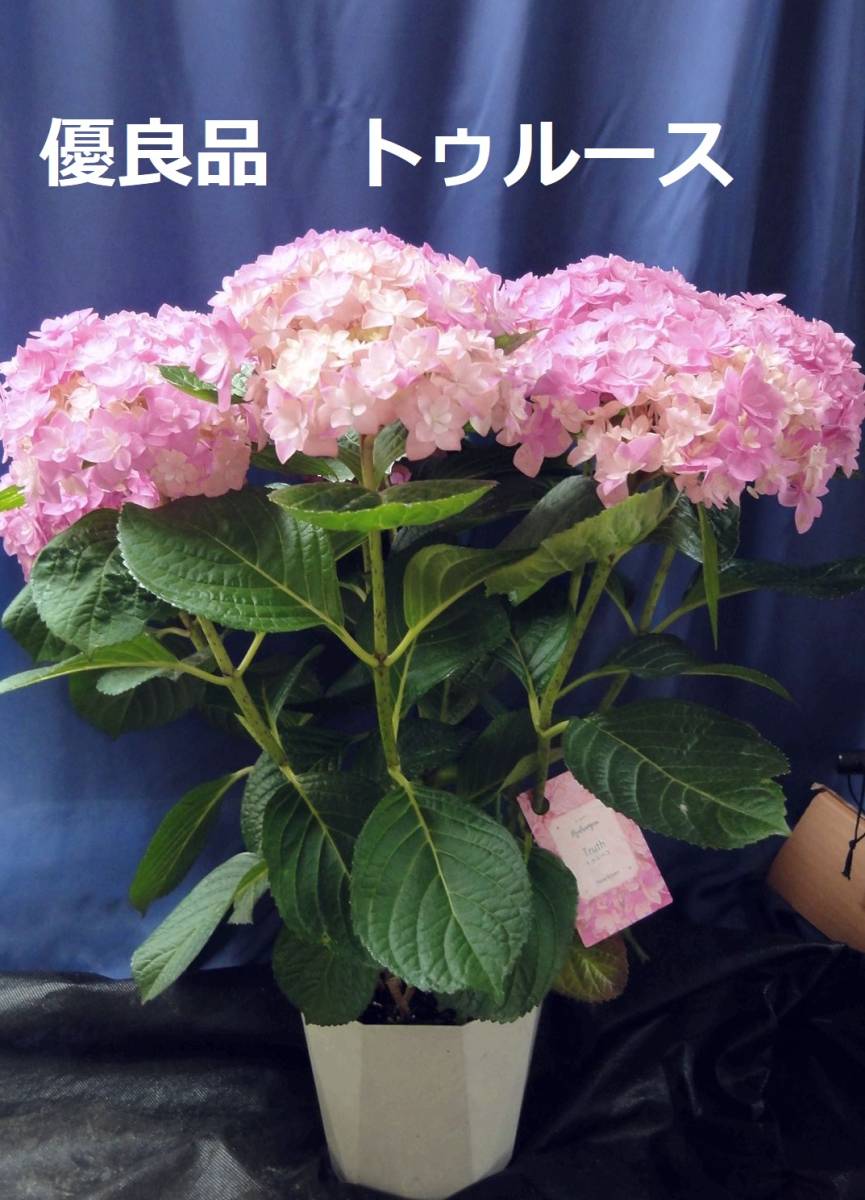 一部カット済み 値引き 彡 アジサイ 彡大栄花園様 大きなお花8輪咲き トゥルース アジサイ 売買されたオークション情報 Yahooの商品情報をアーカイブ公開 オークファン Aucfan Com 一部カット済み 値引き 彡 アジサイ 彡大栄花園様 大きなお花8輪咲き トゥルース アジサイ 売買されたオークション情報 Yahooの商品情報をアーカイブ公開 オークファン Aucfan Com