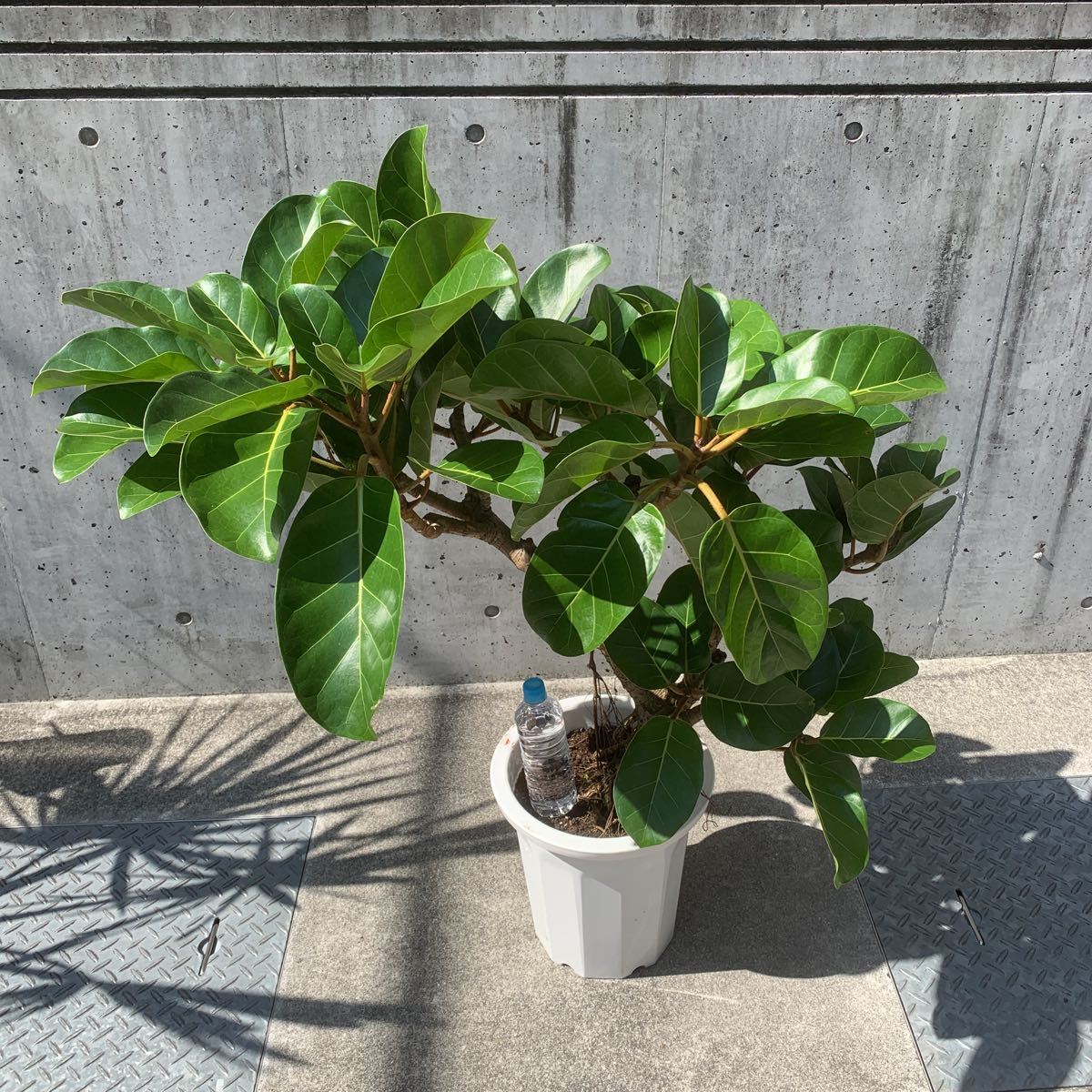 Pof Ficus African Prince フィカス アフリカンプリンス その他 売買されたオークション情報 Yahooの商品情報をアーカイブ公開 オークファン Aucfan Com