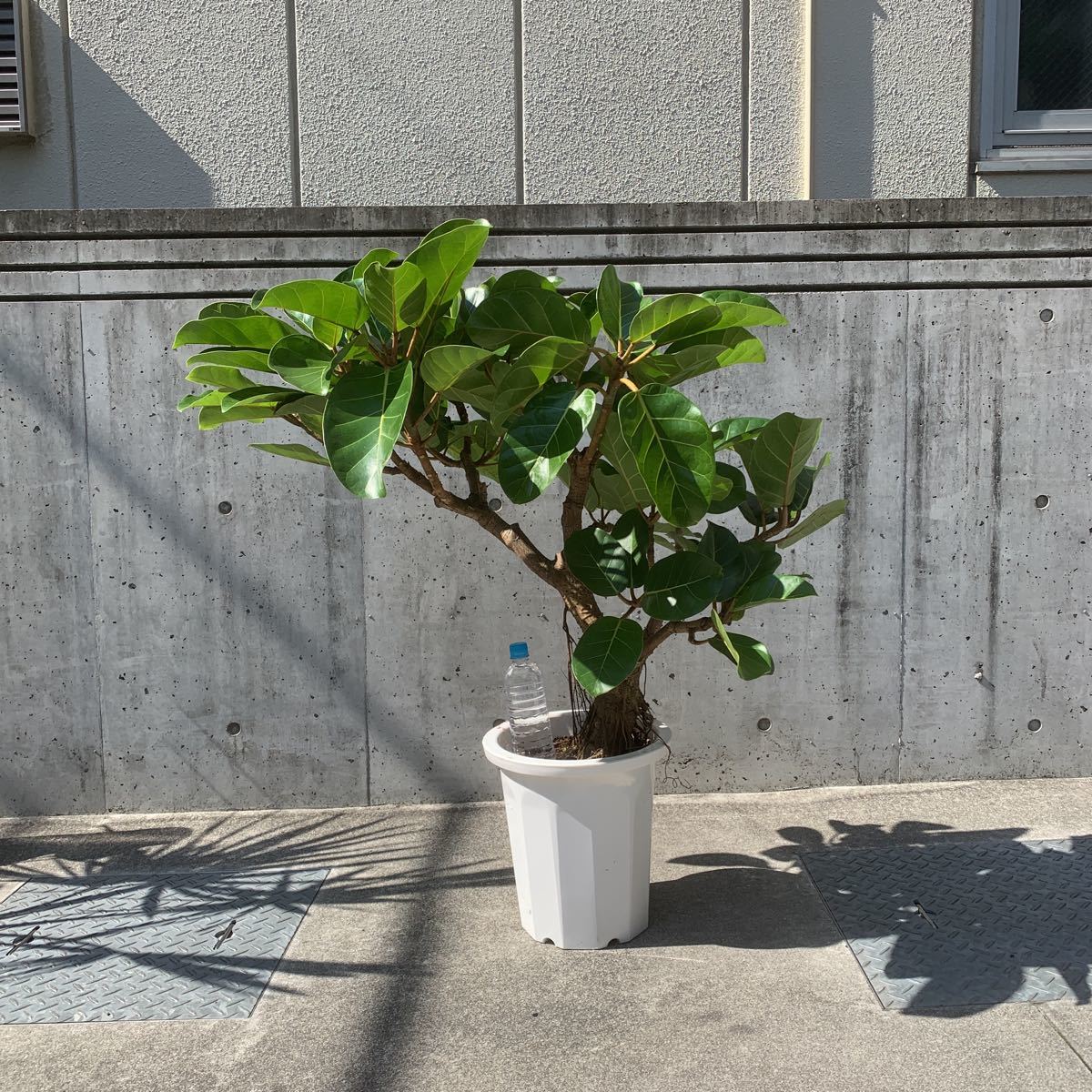 Pof Ficus African Prince フィカス アフリカンプリンス その他 売買されたオークション情報 Yahooの商品情報をアーカイブ公開 オークファン Aucfan Com