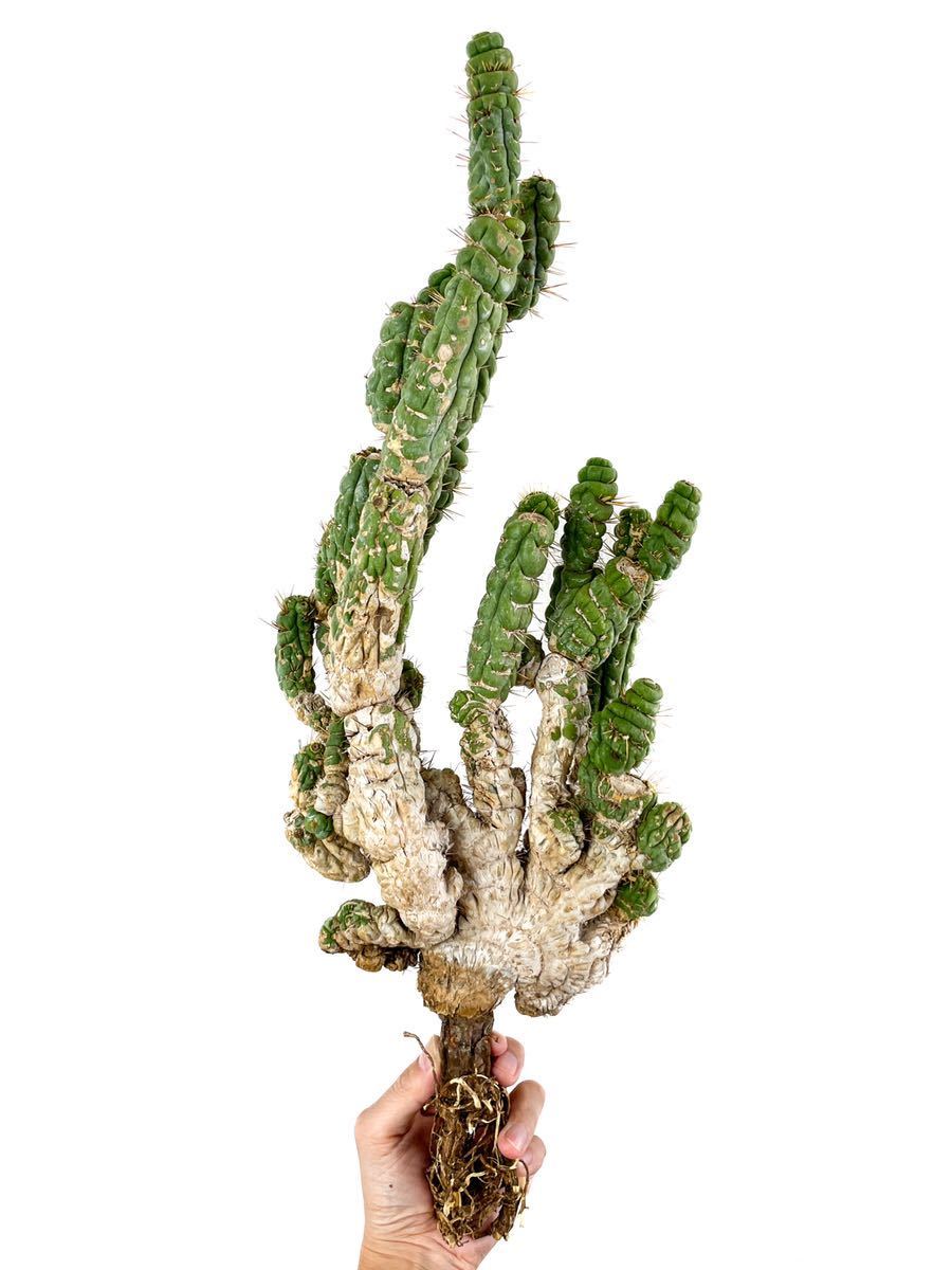 56cm特大標本株 Eulychnia castanea f. 'spiralis' ユーリキニア