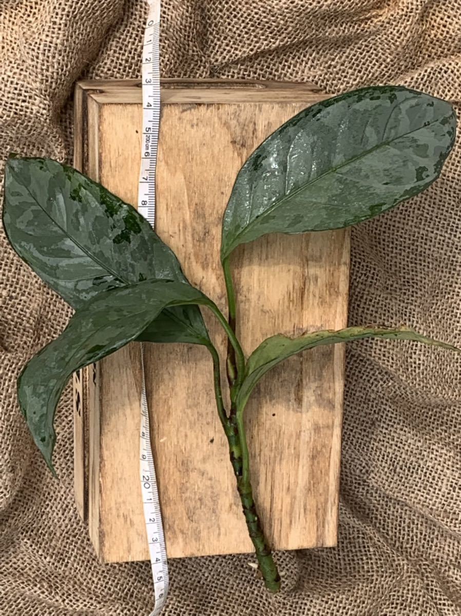 美種！】アグラオネマ ネブローサムトリカラー 西カリマンタン産 広葉  