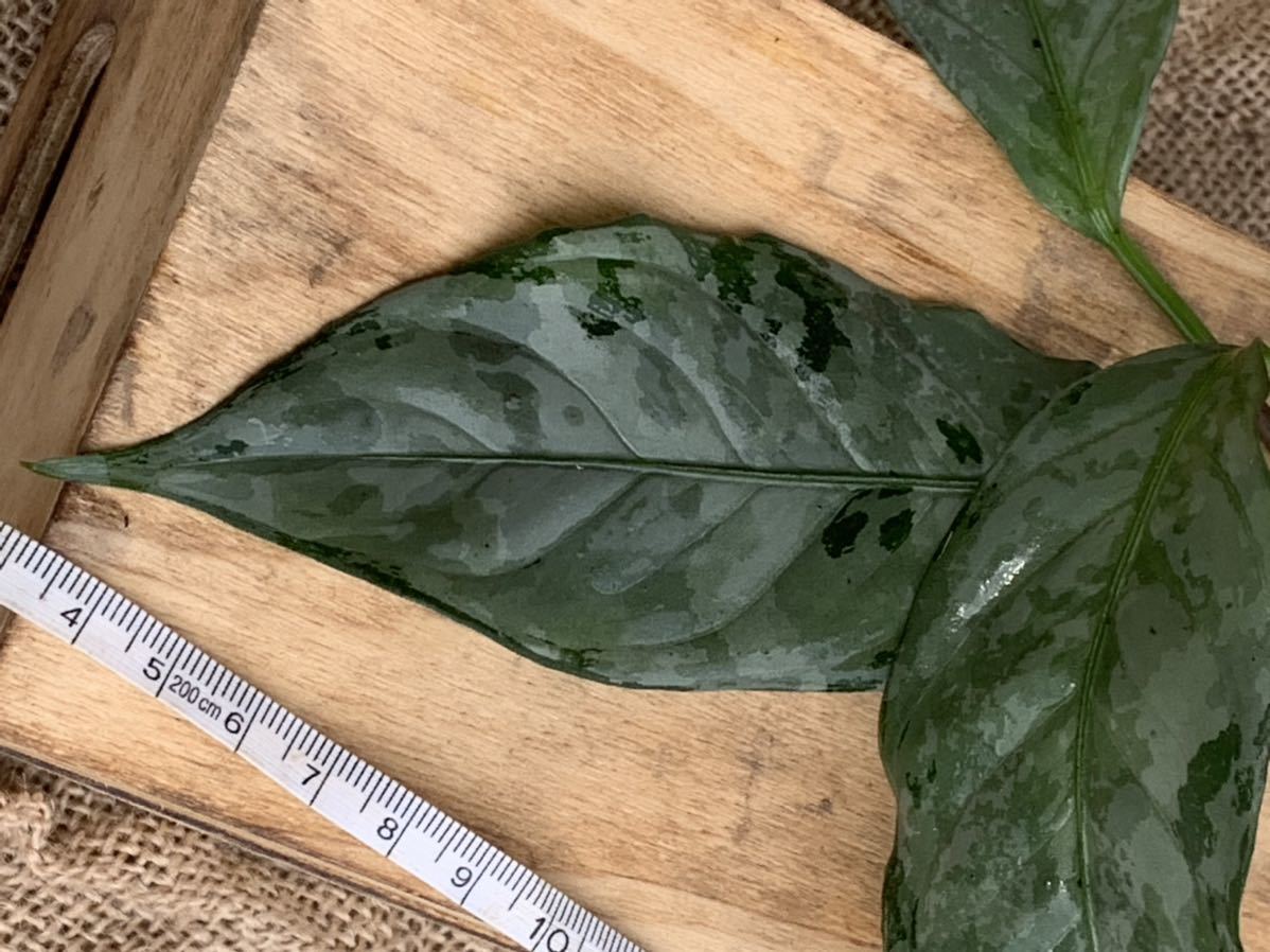 美種！】アグラオネマ ネブローサムトリカラー 西カリマンタン産 広葉  