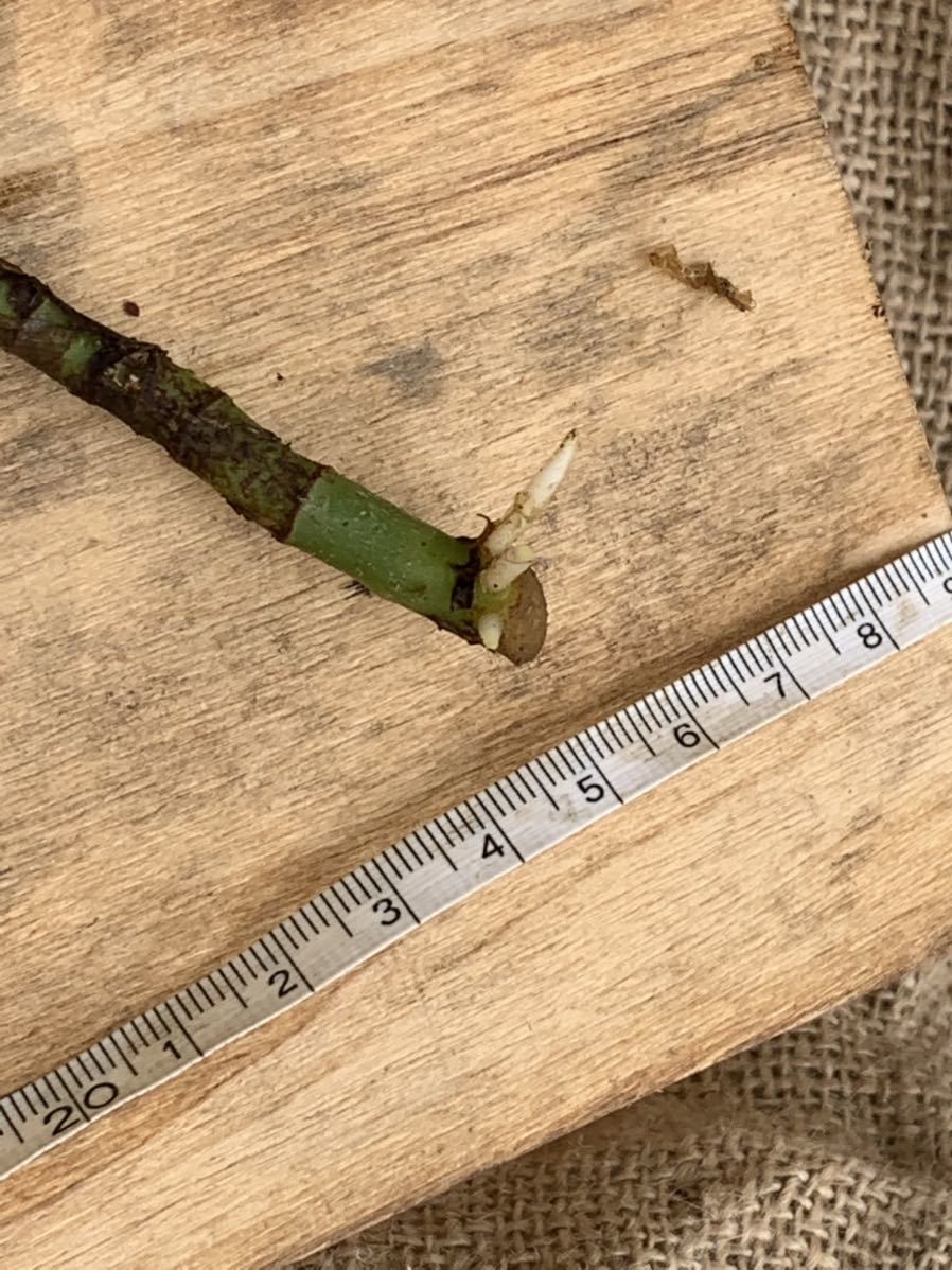 美種！】アグラオネマ ネブローサムトリカラー 西カリマンタン産 広葉  