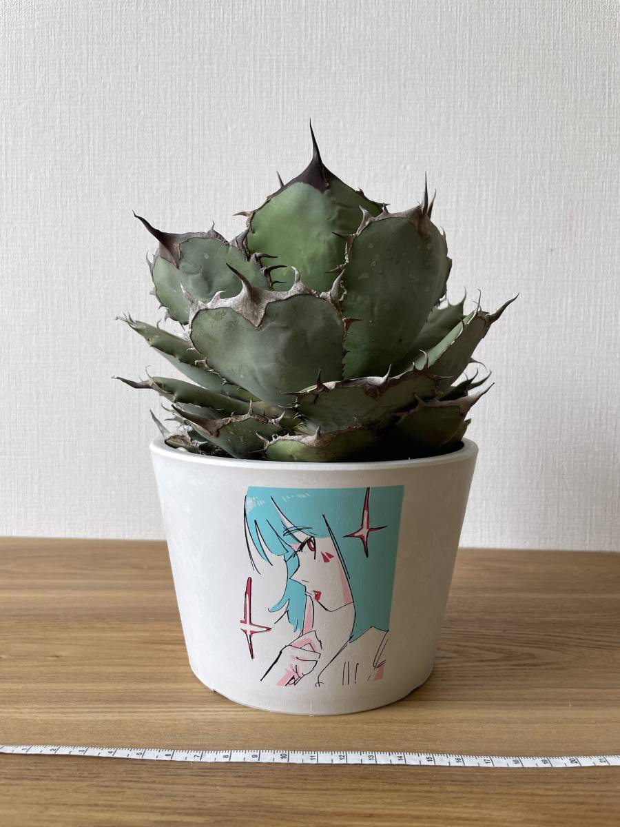 agave titanota チタノタ アガベ 農大⁄アガベ 農大 子株3付き観葉 熊猫