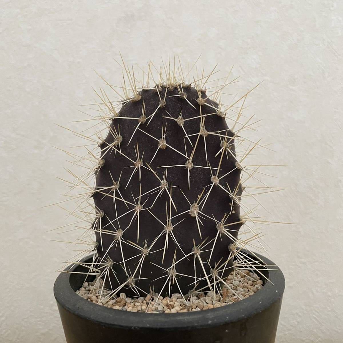 ⁄⁄ima galapageia ☆多肉植物☆サボテン☆ガラパゴス団扇Opuntia