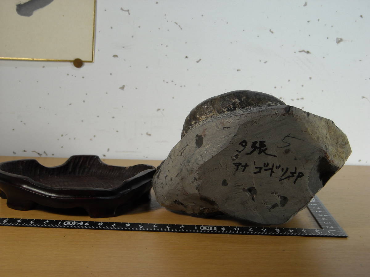 化石5－16 北海道産 【公式通販】