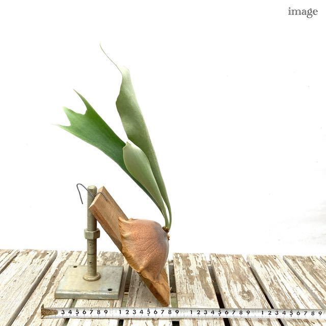 コウモリラン ビフルカツム 板付 (ビカクシダ platycerium bifurcatum)