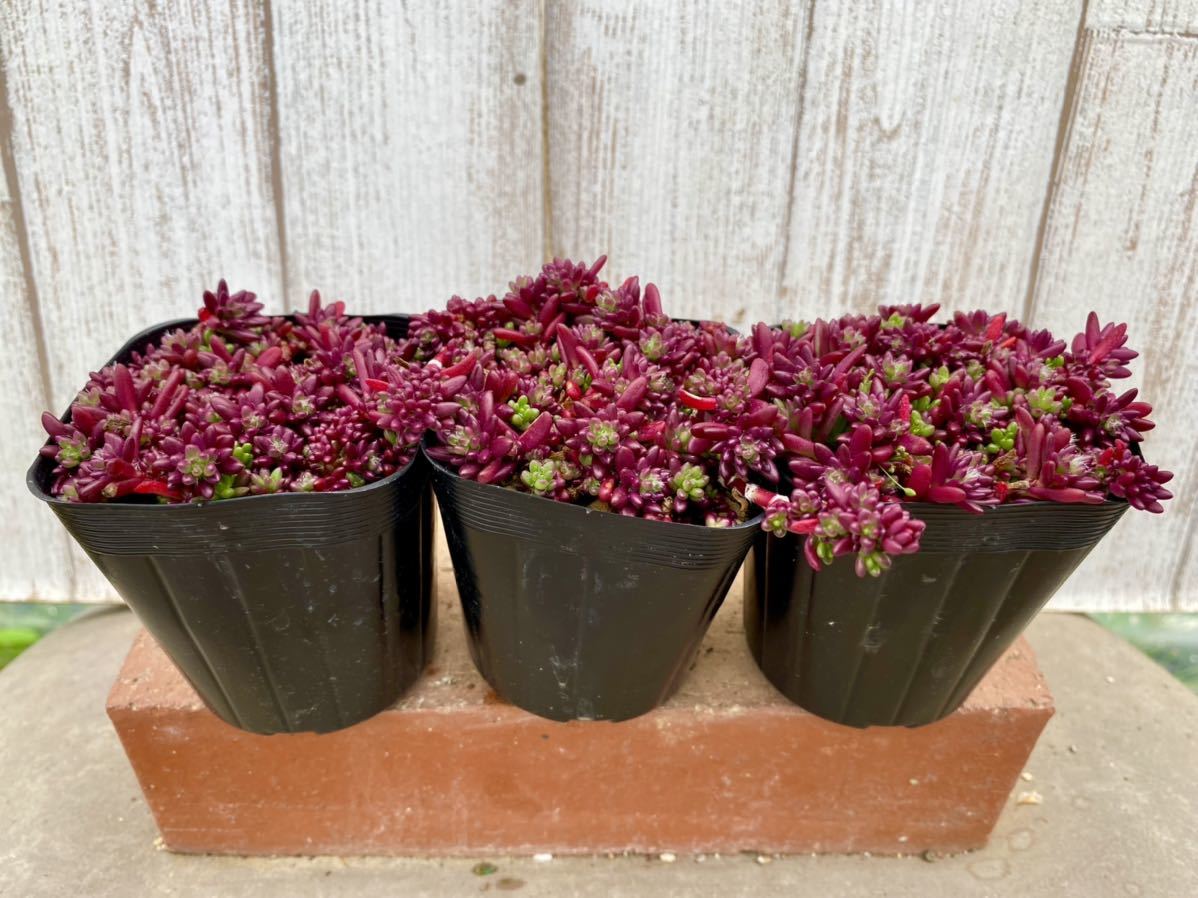 多肉植物 ポーチュラカ ピンキー３ポット 寄せ植えに サボテン 売買されたオークション情報 Yahooの商品情報をアーカイブ公開 オークファン Aucfan Com