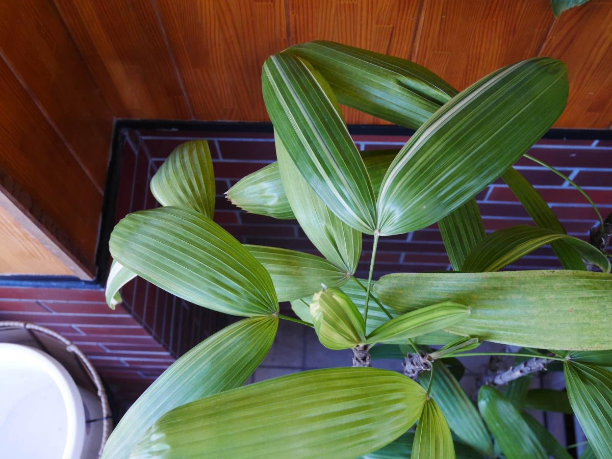 カンノンチク 観葉植物 インテリア 観音竹 綾錦 泰山錦 高さ約165