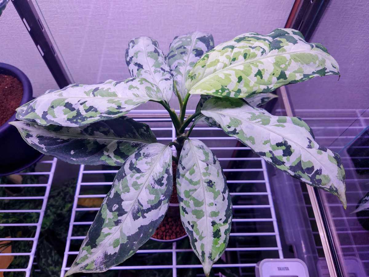 投げ売り アグラオネマ ピクタム 柳緑花紅 りゅうりょくかこう LA便 