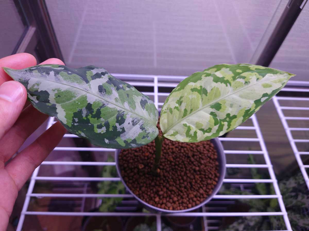 アグラオネマ ピクタム 柳緑花紅 りゅうりょくかこう LA便 ネームド
