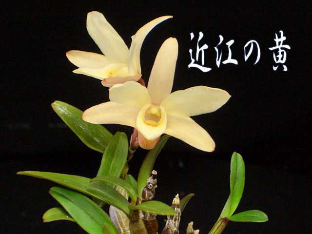 蘭 山野草 セッコク 近江の黄 最優秀品 ラン 売買されたオークション情報 Yahooの商品情報をアーカイブ公開 オークファン Aucfan Com