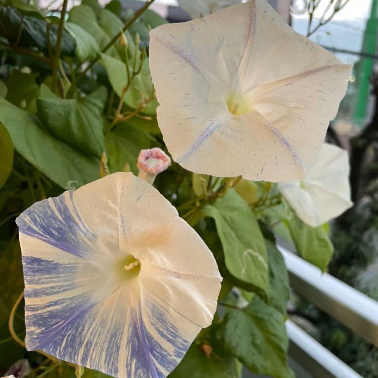 西洋朝顔の種セット フライングソーサー ヘブンリーブルー 絞り咲き 水色 白 アサガオの種 水色 空色 アサガオ 売買されたオークション情報 Yahooの商品情報をアーカイブ公開 オークファン Aucfan Com