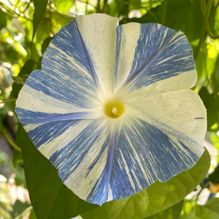 西洋朝顔の種セット フライングソーサー ヘブンリーブルー 絞り咲き 水色 白 アサガオの種 水色 空色 アサガオ 売買されたオークション情報 Yahooの商品情報をアーカイブ公開 オークファン Aucfan Com