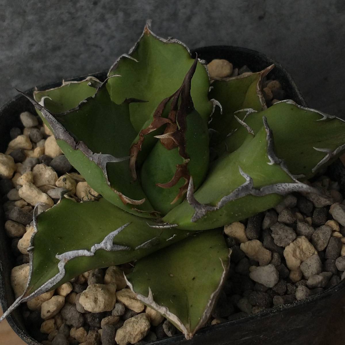 Agave FO-076 titanota Sierra Mixteca, Oaxaca, Mexico Mixteca