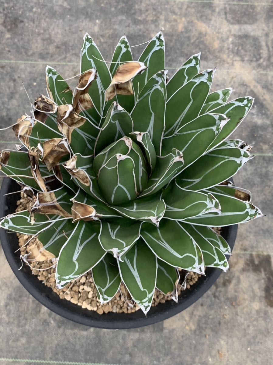 アガベ | ゆるぷ アガベ・笹の雪（Agave reginae）の紹介と育て方 
