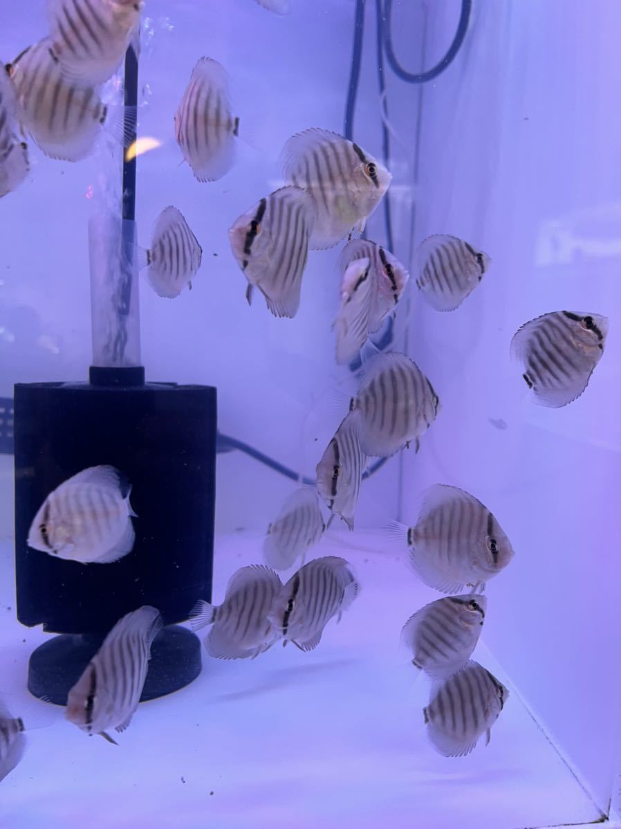 ロイヤルブルーヘッケルディスカス 稚魚3匹セット 即決購入の方は1匹 
