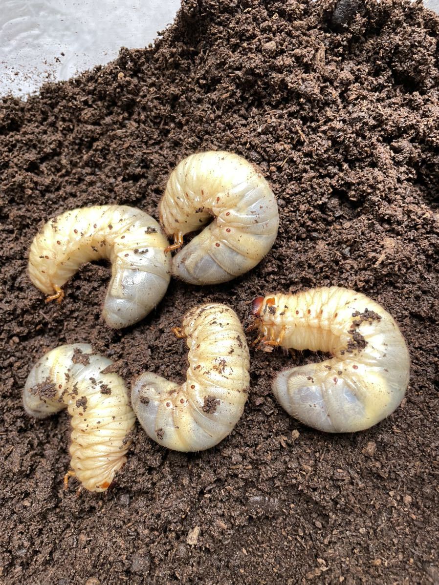 カブトムシ 幼虫 １０頭 国産 売買されたオークション情報 Yahooの商品情報をアーカイブ公開 オークファン Aucfan Com