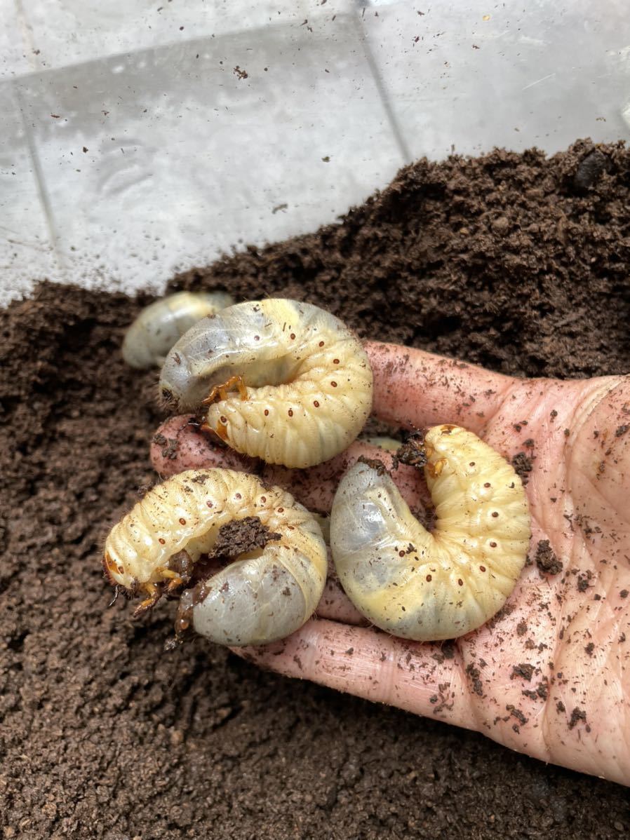 カブトムシ 幼虫 １０頭 国産 売買されたオークション情報 Yahooの商品情報をアーカイブ公開 オークファン Aucfan Com